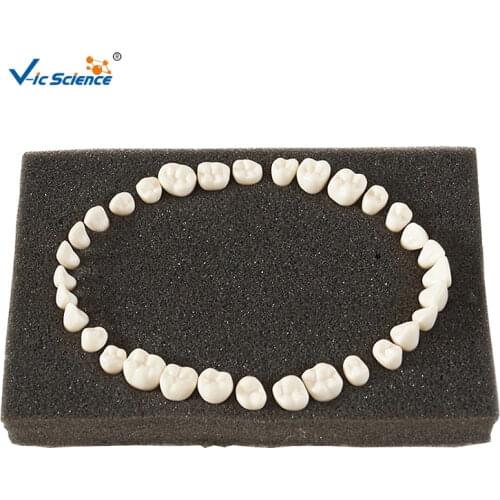 Manufacture replacement teeth for replacing frasaco typodont teeth model dental teeth model