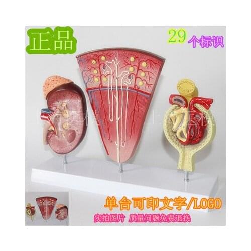 Glomerular Urinary system Anatomical structure kidney