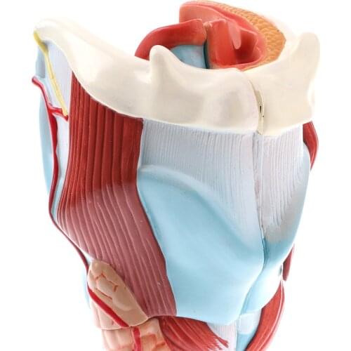 Professional 2x Human Pharynx And Larynx Skeleton Model,5 Parts, Science Toy Laboratory Equipment