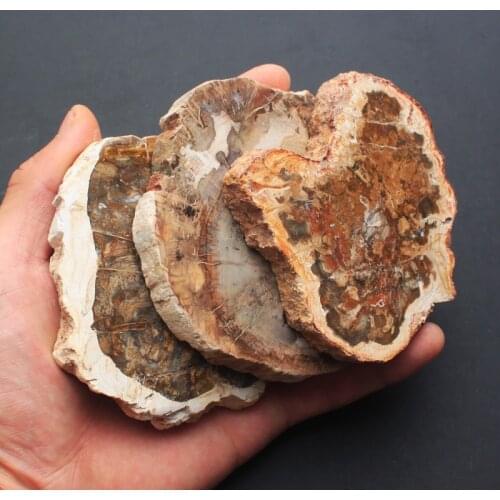 Natural stones and minerals crystal woodstone fossil tree for coaster home decoration wooden tree fossil madagascar cup cushion