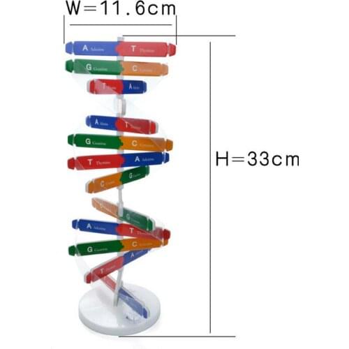 Children Biology Educational Toy Genetic DNA Structure Double Helix Science For Kids Test Kit