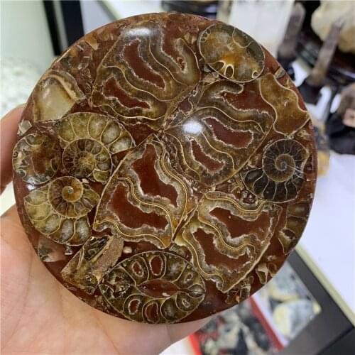 1pcs Natural Ammonite Slice Plate Fossil Slices Ocean Snail Conch Stone Madagascar Mineral Specimen For Decoration Display