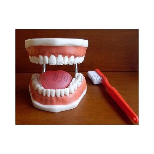 Oversized tooth care health model dental care model full mouth model with tongue