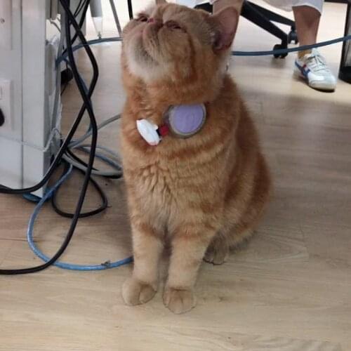 Manufacturer Small And Light EV09 Indoor and Outdoor Tracking 4G Pet GPS Tracker for Cats Dogs