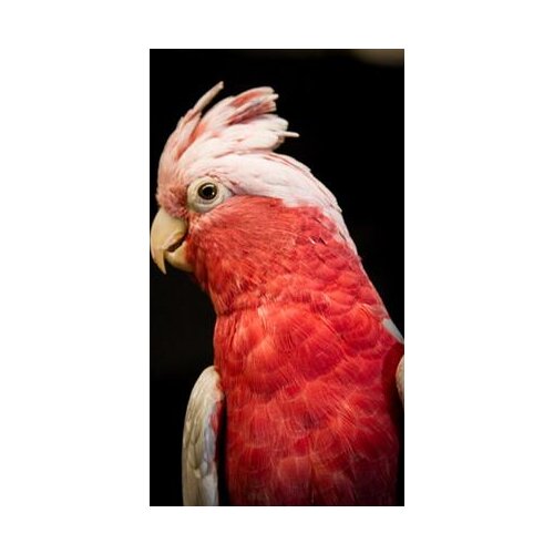 More style Painting Animal Art Print Silk Poster Home Wall Decor 24x36inch