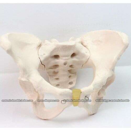 CMAM/12340 Pelvis, female, Plastic Pelvis Medical Anatomical Human Model