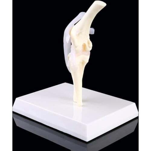 Dog Canine Knee Joint Model Veterinary Teaching Research Skeleton Animal Display Halloween Gift