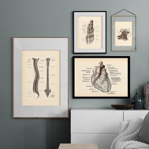 The Body Structure Human Anatomical Heart Spinal Vintage Poster Medical Art Antique Painting Decoration Pictures Wall Stickers