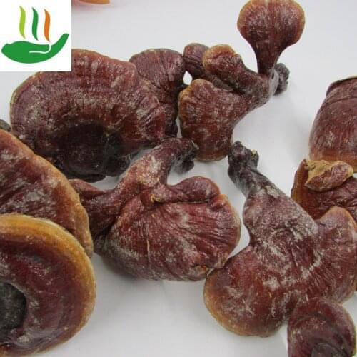 Ganoderma Lucidum Whole, Purple Ganoderma Lucidum; Shenshan Ganoderma Lucidum, Anti-cancer