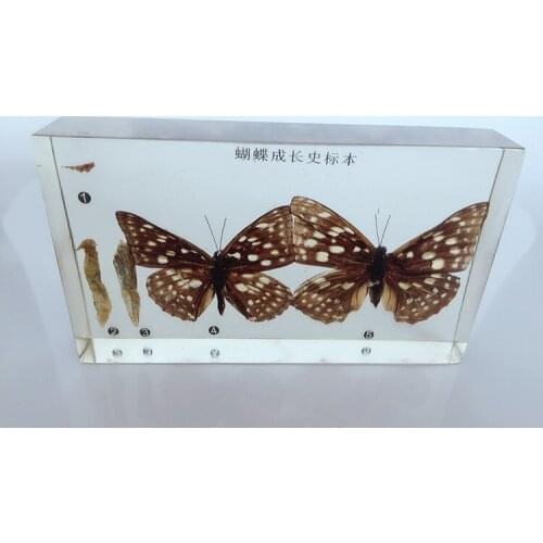 Silkworm Chrysalis Into Butterflies Development Process Specimen Model Animal Growth History Specimens Biologic Teaching Aids