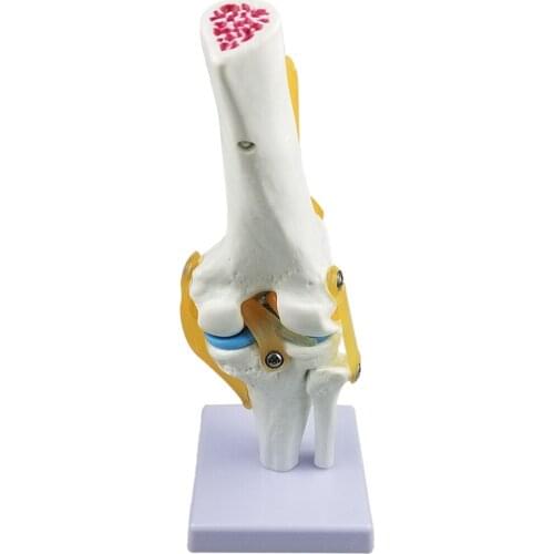 Human Knee Joint Anatomy Skeleton Structure Model Lab Demonstration