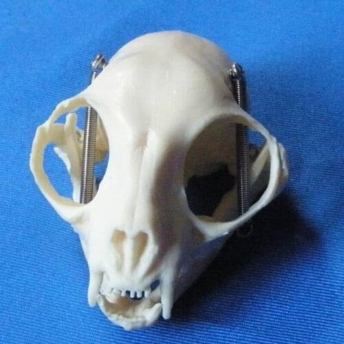 Cat skull model animal skeleton model skull veterinary teaching model