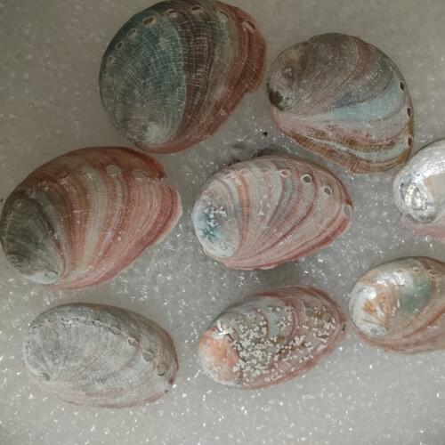 Conch shell fish tank wall-floor Mediterranean home decor abalone shell