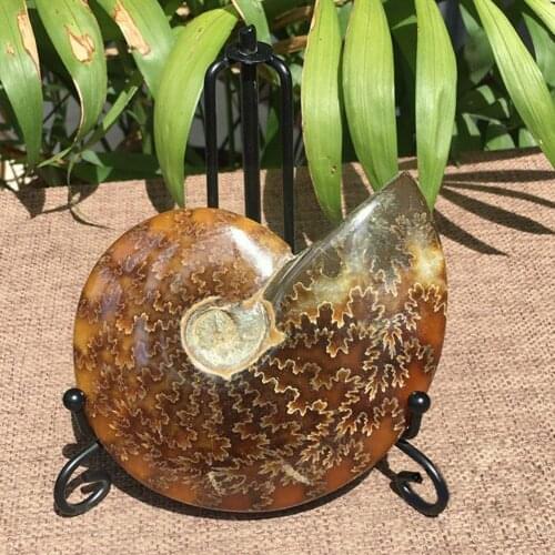 1PC Natural 2.6cm-4cm Iridescent Ammonite Ammolite Gem Collectibles Significative Facet Specimen Madagascar Fossil Stone W6P2