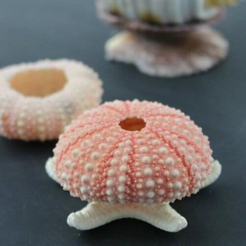 10pcs The sea urchin Natural Starfish Wishing Sea Star Home Decoration Wall Stickers Adornment Organic Material DIY favors