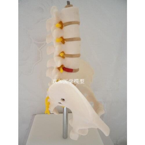 Small lumbar spine skeleton model with pelvis intervertebral disc five lumbar spine with nerve orthopedics model