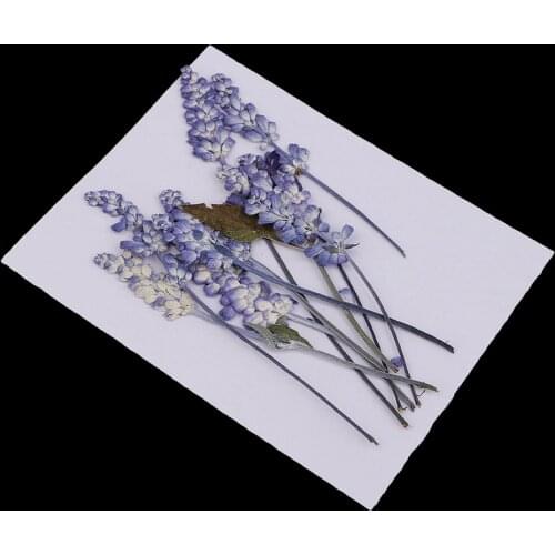 10pcs Natural Pressed Dried Flowers Sage Flowers For Scrapbooking Art Craft DIY Wedding Cards Phone Case Home Decors Purple
