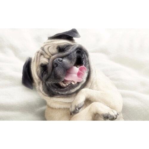 Bulldog diamond painting,french bulldog, 5d diy diamond painting bulldog