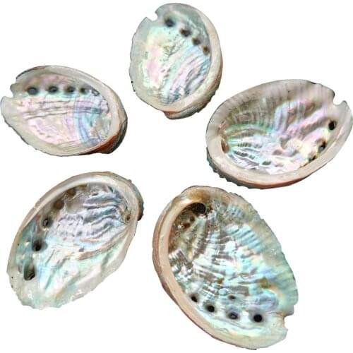 5PCS 8-9cm Abalone Shell Natural Seashell Nautical Wedding Decorations Crafts Sea Shell Specimen Collectibles Aquarium Landscape