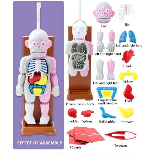 2020 NEW 4D Assembled Model Human Body Model Educational Toys Desktop Game Model for Kids Children Giifts