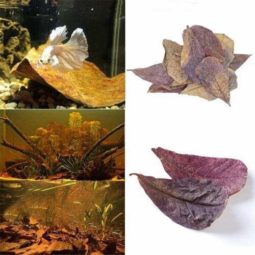 10X Natural Terminalia Catappa Leaves Almond Leaf Aquarium Fish Betta Tank Care