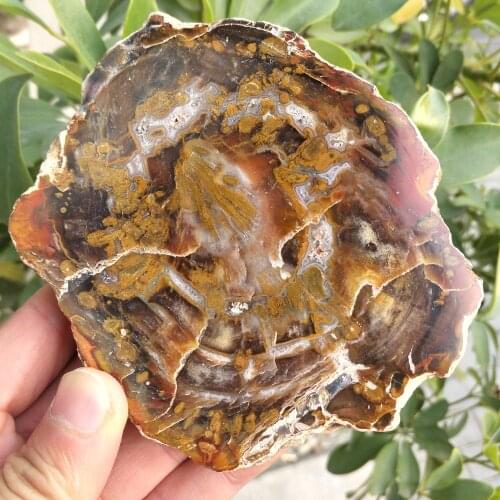 10CM Natural polished wood fossil slab rough stone slice specimen