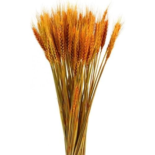 50PCs Wheat Ear Flower Natural Real Dried Flowers for Wedding Party Decor DIY Room Home Garden Decoration Accessories Gift Craft