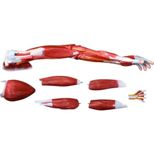 7 Parts Life-size Muscle of Human Arm for Medical Education