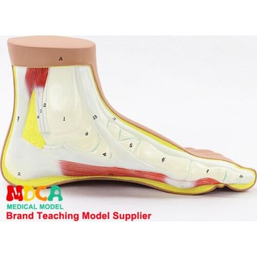 Normal foot and ankle joint anatomical model medical teaching MJRJ002