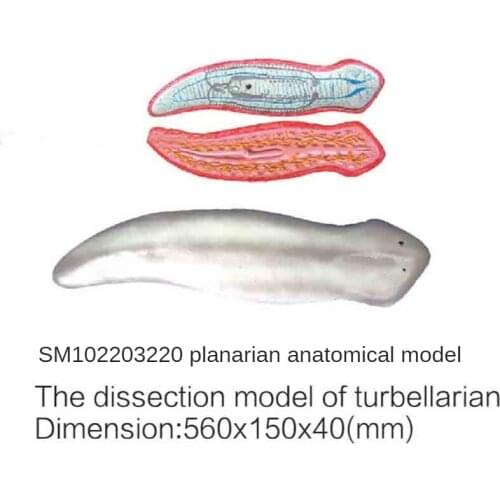 SM10220 3220 vortex anatomical model