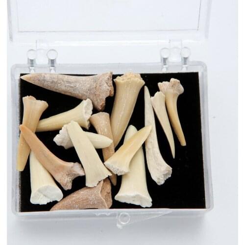 A box Shark Tooth Fossil Natural Marine Biology Science Teaching Specimen Diy Material Gift Collection Ornament