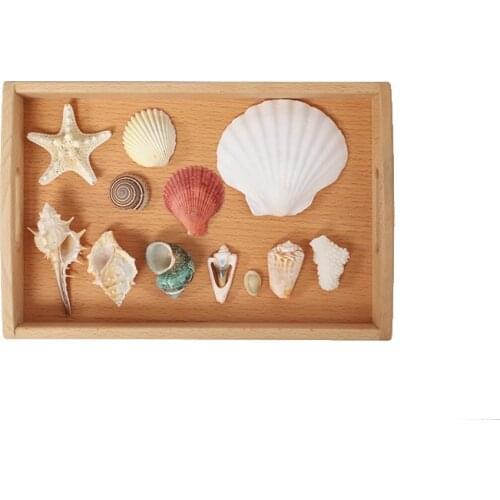 Montessori Language Materials Shell Models Set Montessori Science Materials Cultural Materilas Preschool Early Educational Toys