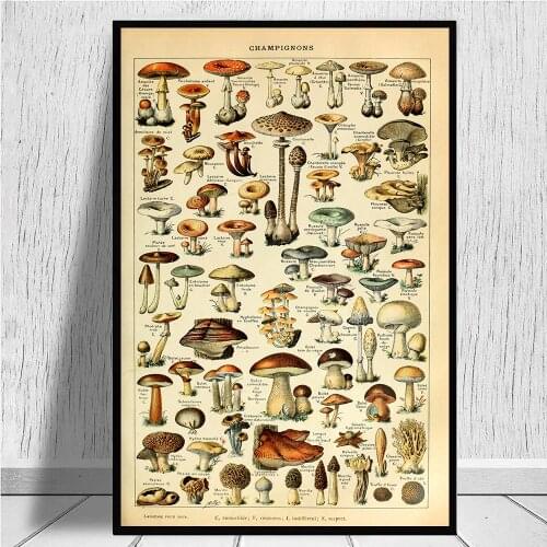 Botanical Educational Canvas Poster Mushroom Diagram Illustration Art Painting Vintage Wall Art Print Pictures Living Room Decor