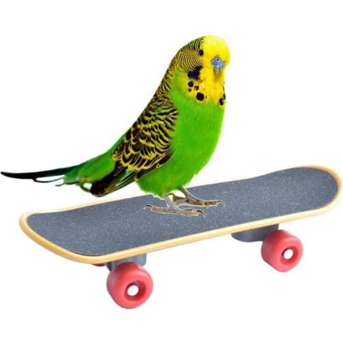 Bird Parrot Standing Swing Sporting Toys Cockatiel Budgies Mini Kateboard Bird Supplies