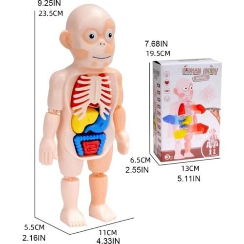 P31B 1Set Montessori Learning Toy 3D Body Puzzle Jigsaw Sensory Stacking Human Anatomy Human Body Model Assembly Model