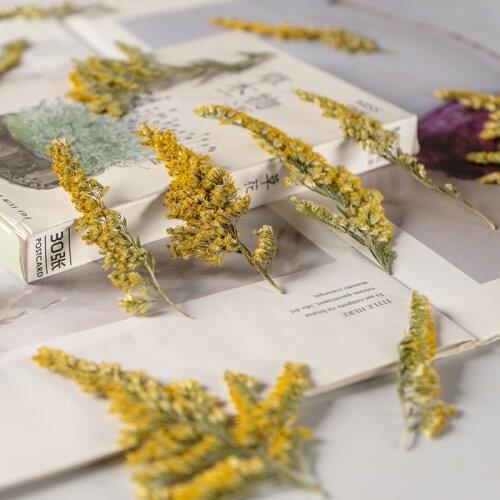 120pcs Pressed Dried Flower Solidago decurrens Lour Herbarium For Face Make UP Nail Art Jewelry Bookmark Phone Case Card DIY