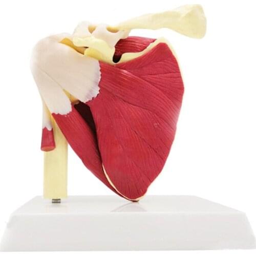 Human Shoulder Joint Skeleton Muscle Anatomy Model Medical Science Teaching Resources Dropshipping