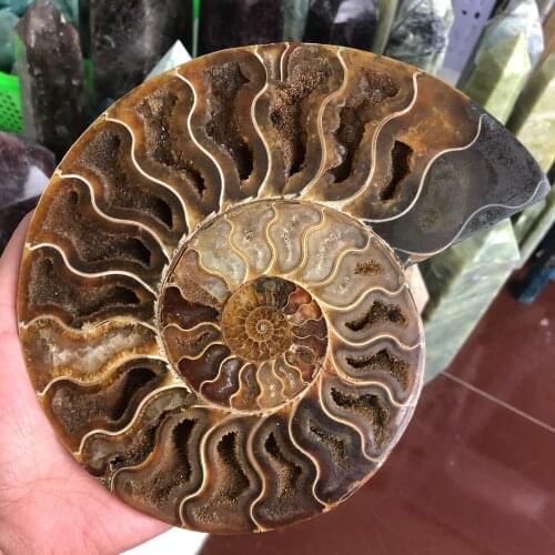 Big size madagascar fossils iridescent ammonite natural stones and minerals specimen beautiful Christmas present
