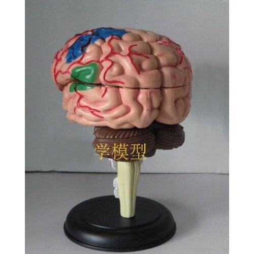 4D anatomical human brain model 9.3*6.1*4.8cm can for medical use free shipping
