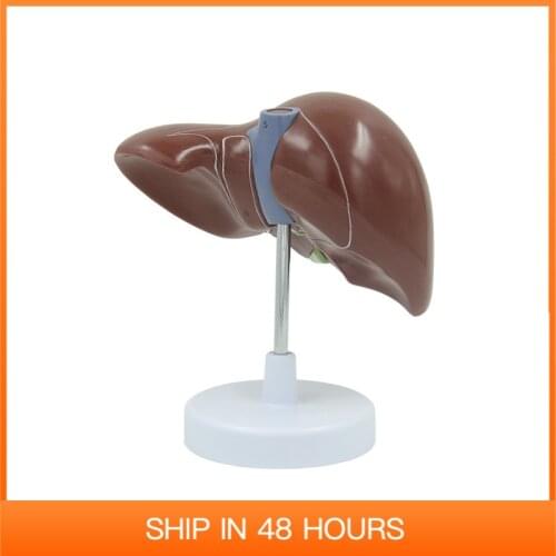 Life Size Liver with Gall Bladder Human Anatomy Model Educational Equipment Medical Sciences Anatomical Tool