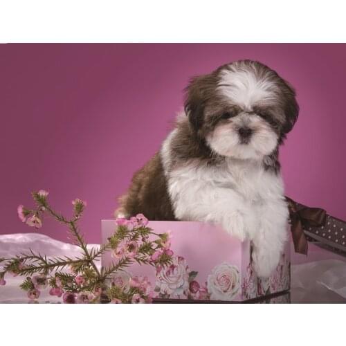 Shih Tzu dog DIY 5D Diamond Painting Cross Stitch Diamond Embroidery cute pet drill rhinestones 3d picture mosaic diamond decor