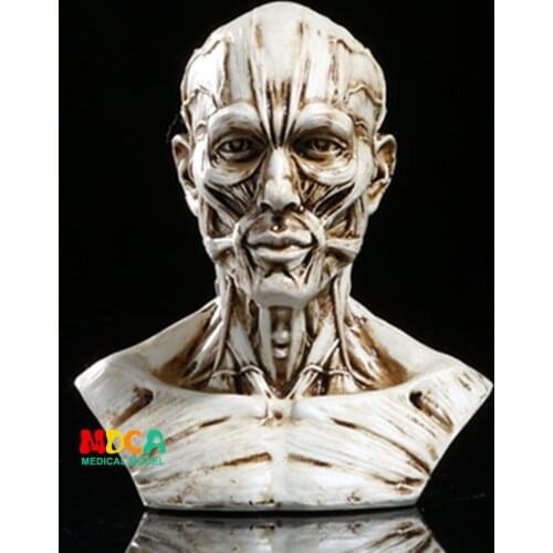 Drawing of life in art studio simulation of male skeleton Head muscle structure still life sketch teaching model RTSM204