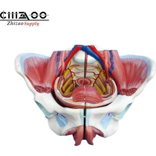 Human Female Pelvis Anatomical Model