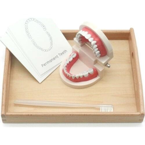 Tooth Model Montessori Material Baby Training Brushing Teeth with English Cards Teaching Kids Toy for Children Educational Toys