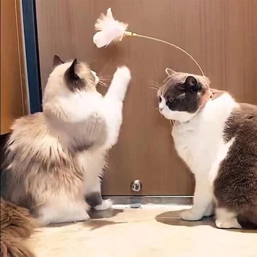 Pet Collar Funny Cat Toy Feather Teaser Stick Cat Bells Since Hi Relieve Boredom Kitten Kick And Step Toys