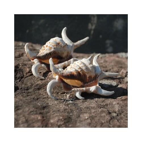 Natural Water Conch Shells Hexagonal Conch Treasure Collection Wedding Decoration Aquarium Aquarium Home Decoration Wall Sticker