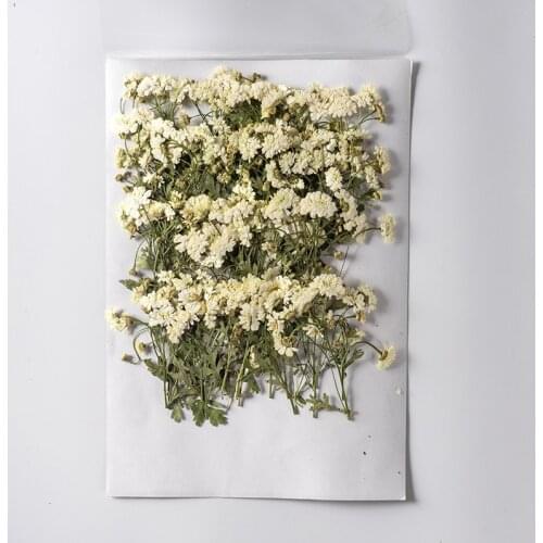 250pcs Pressed Dried Chamomilla Flower With Stem Herbarium Epoxy Jewelry Bookmark Phone Case Makeup Nail Art Craft DIY