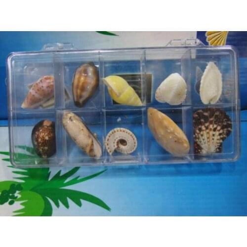 Specimen collection sea snails white seashells mini sea shells mixed seashells white shells wedding sea Childrens gift