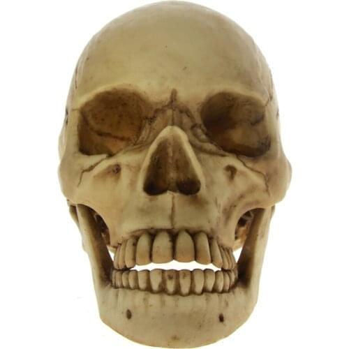 [MGT]Halloween Horror Life Dead Skull With Moving Jaw Skeleton Cranmiun Head with Movable Mandible Skull Cranium Sculpture