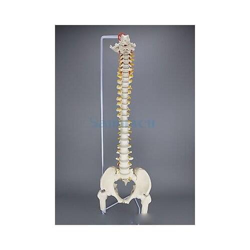 85CM Human Anatomical Model Spinal Column Flexible Spinal Column With Leg Bones Medical Teaching